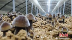 （乡村行·看振兴）山西代县：黑皮鸡枞菌种植“发力” 带动乡村就业增收